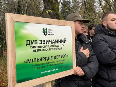 мільярдне дерево, дуб звичайний