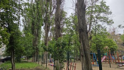 У Миколаєві близько 60 відсотків дерев підлягають знесенню: що відомо та що думають місцеві жителі