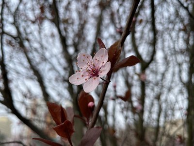 У Дніпрі розквітли сакури та магнолії: фоторепортаж
