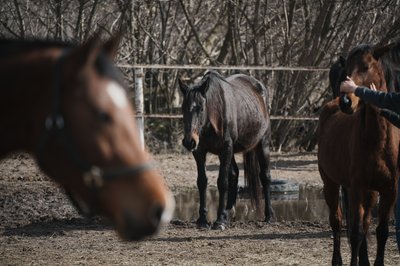 Коні на харківькому іподромі Коні на харківькому іподромі