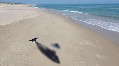 Мертвий дельфін, якого винесло на берег Чорного моря Мертвий дельфін, якого винесло на берег Чорного моря