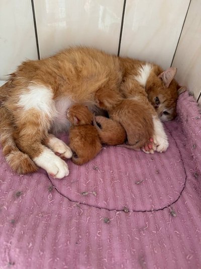 У Черкасах шукають родини для евакуйованих з фронту котів