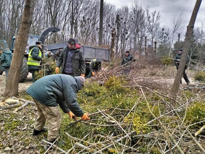 У Луцьку зрізають уражені омелою дерева У Луцьку зрізають уражені омелою дерева