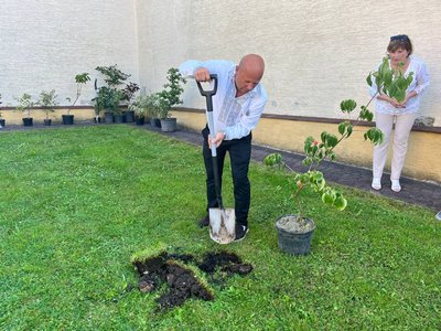 Біля Львова планують висадити найбільший у Європі парк сакур Біля Львова планують висадити найбільший у Європі парк сакур