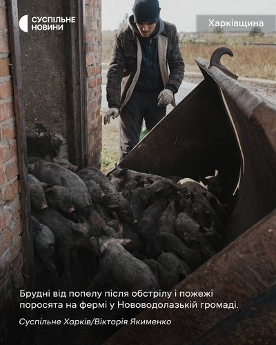 Брудні від попелу після обстрілу і пожежі поросята на фермі у Нововодолазькій громаді на Харківщині Брудні від попелу після обстрілу і пожежі поросята на фермі у Нововодолазькій громаді на Харківщині