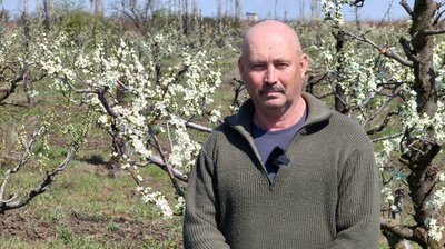 Стан плодових дерев на Миколаївщині Стан плодових дерев на Миколаївщині
