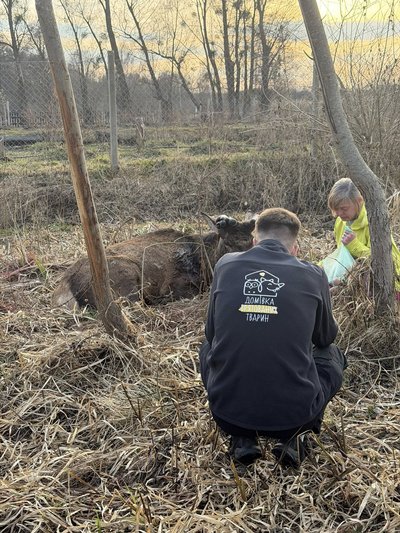 Олень Борис потрапив у ДТП на Рівненщині: водійку розшукали