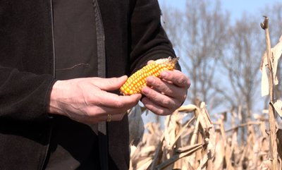 Жнива навесні: як черкаський аграрій збирає врожай кукурудзи