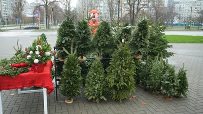Ялинкові базари в Запоріжжі: який асортимент та ціни Ялинкові базари в Запоріжжі: який асортимент та ціни