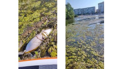 Мертва риба у воді: чи безпечно купатись у черкаському Дніпрі Мертва риба у воді: чи безпечно купатись у черкаському Дніпрі