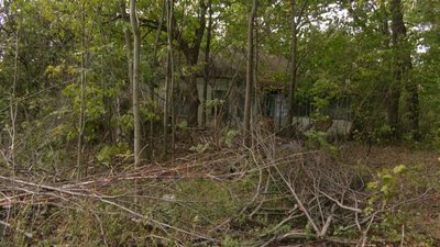 Заросле подвір'я біля одного з будинків у селі Лісове Заросле подвір'я біля одного з будинків у селі Лісове