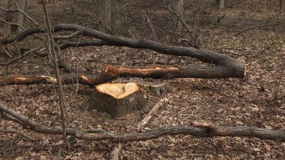 Дерева лежать у лісі, ймовірно спиляні Дерева лежать у лісі, ймовірно спиляні