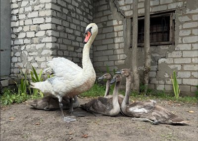 Лебедят було семеро: що відомо про розділення родини травмованого тата-лебедя, якого врятували на Полтавщині Лебедят було семеро: що відомо про розділення родини травмованого тата-лебедя, якого врятували на Полтавщині