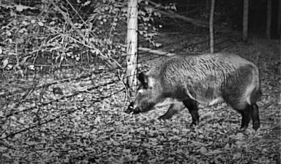 На кордоні зі Словаччиною фотопастка зафіксувала зубра На кордоні зі Словаччиною фотопастка зафіксувала зубра