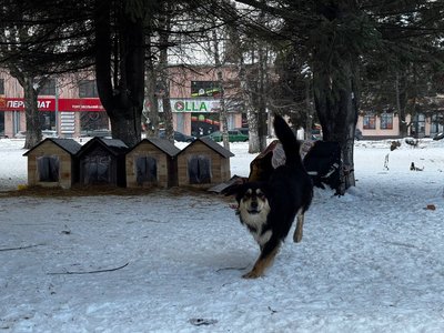 Морози до -20°C: хто і як допомагає безпритульним тваринам у Вінниці