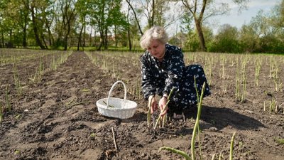 Наталія Галицька, спаржа Наталія Галицька, спаржа