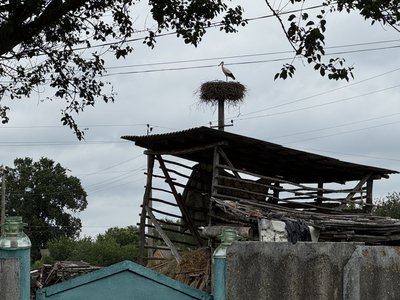 На кожній вулиці гнізда: село на Полтавщині називають "лелечою столицею"