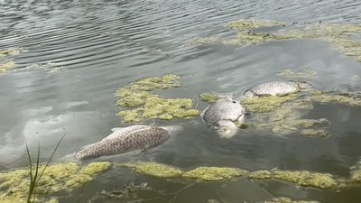 У річці Пакулька на Чернігівщині зафіксували мор риби У річці Пакулька на Чернігівщині зафіксували мор риби