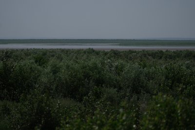 Пелікани, червонокнижні осетри та 10-метровий ліс: як змінився Великий Луг після підриву Каховської ГЕС Пелікани, червонокнижні осетри та 10-метровий ліс: як змінився Великий Луг після підриву Каховської ГЕС