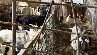 Шелтер для власників свійських тварин Донецька область 2 квітня 2025 рік Шелтер для власників свійських тварин Донецька область 2 квітня 2025 рік
