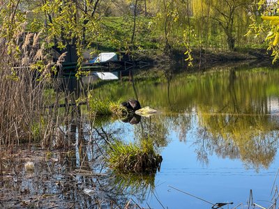 “Нутрії люблять свободу”: звідки прийшли до сумської водойми та як з ними поводитись “Нутрії люблять свободу”: звідки прийшли до сумської водойми та як з ними поводитись