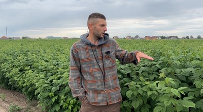 Старт сезону: як на рівненському Поліссі роблять бізнес на малині Старт сезону: як на рівненському Поліссі роблять бізнес на малині