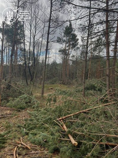 На Волині невідомі знищили понад тисячу дерев: збитки перевищили 11 млн грн На Волині невідомі знищили понад тисячу дерев: збитки перевищили 11 млн грн