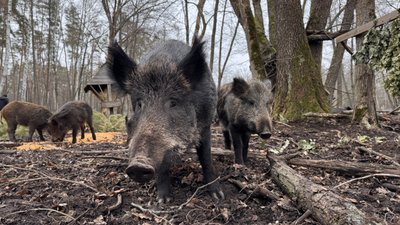 кабани, лісництво, дикі тварини кабани, лісництво, дикі тварини