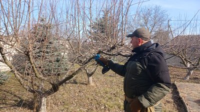 весняна обрізка дерев, обрізка сікатором, як обрізати дерева, сад весняна обрізка дерев, обрізка сікатором, як обрізати дерева, сад