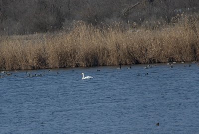 У Кривому Розі чоловік врятував лебедя з замерзлої водойми У Кривому Розі чоловік врятував лебедя з замерзлої водойми