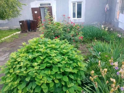 Психолог, майстер-класи і садотерапія: як на Рівненщині допомагають постраждалим від домашнього насильства Психолог, майстер-класи і садотерапія: як на Рівненщині допомагають постраждалим від домашнього насильства