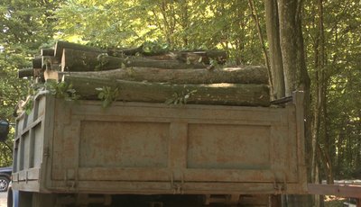 У лісництві заготовляли дрова У лісництві заготовляли дрова