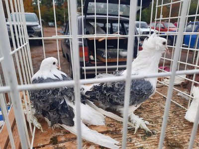 "Їх тримають для душі": у Кропивницькому влаштували виставку декоративних птахів "Їх тримають для душі": у Кропивницькому влаштували виставку декоративних птахів