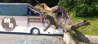 Дерево впало на автобус Дерево впало на автобус
