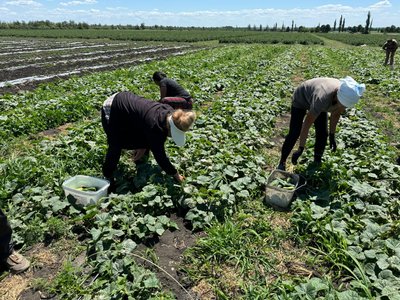 Збір ґрунтових овочів на Кіровоградщині: яка ціна та що вплинуло Збір ґрунтових овочів на Кіровоградщині: яка ціна та що вплинуло