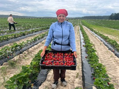 "Вирощування суниці — частина мого життя" — підприємець про релокацію бізнесу на Житомирщину "Вирощування суниці — частина мого життя" — підприємець про релокацію бізнесу на Житомирщину