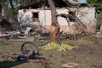 Пошкоджене дерево у саду, яблука опали Пошкоджене дерево у саду, яблука опали