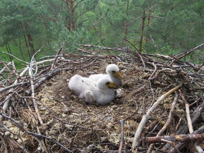На Рівненщині мешкає червонокнижний чорний лелека. Що про нього відомо На Рівненщині мешкає червонокнижний чорний лелека. Що про нього відомо