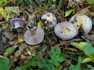 Павутинник яскраво-синій, Phlegmacium eucaeruleum Павутинник яскраво-синій, Phlegmacium eucaeruleum