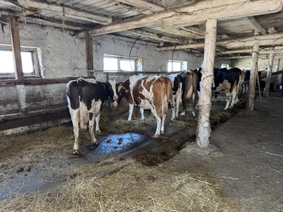 На Полтавщині щороку меншає корів та іншої худоби: які причини На Полтавщині щороку меншає корів та іншої худоби: які причини