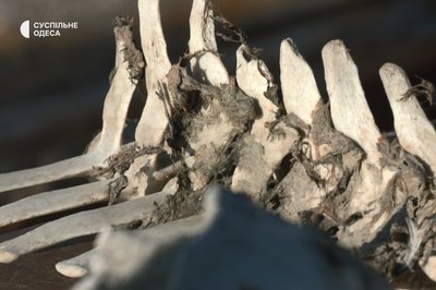 "Рашисти винні, що наші червонокнижні тварини гинули": як війна змінила нацпарк на Одещині "Рашисти винні, що наші червонокнижні тварини гинули": як війна змінила нацпарк на Одещині