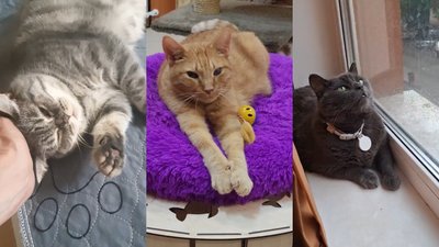 43 коти, щоденне лікування та пошук родин: як працює одеський притулок тварин з інвалідністю