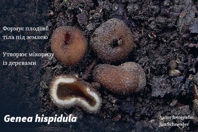 Гриби Genea hispidula в Слобожанському національному природному парку Гриби Genea hispidula в Слобожанському національному природному парку
