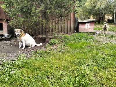 "Коли господар їде на фронт, пес Батон стресує": як в КП "Ласка" у Луцьку доглядають тварин "Коли господар їде на фронт, пес Батон стресує": як в КП "Ласка" у Луцьку доглядають тварин