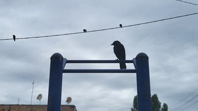 Чому галок у Харкові стало більше Чому галок у Харкові стало більше