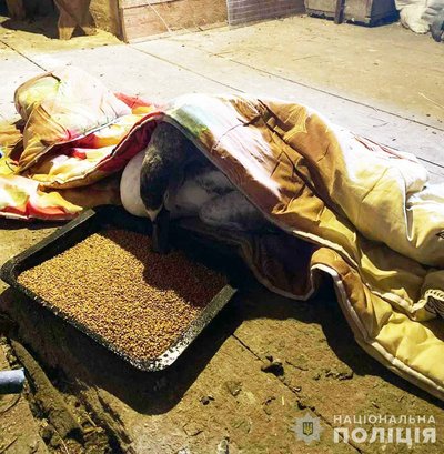 На Житомирщині поліцейський допоміг врятувати лебедя з крижаної пастки На Житомирщині поліцейський допоміг врятувати лебедя з крижаної пастки