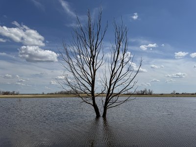 "Практично урожай втрачений": як негода знищила поля в Кобеляцькій громаді "Практично урожай втрачений": як негода знищила поля в Кобеляцькій громаді