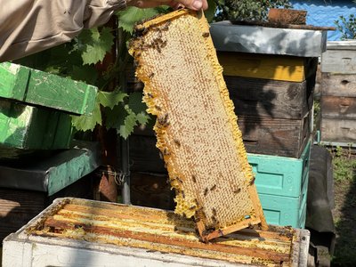 Продукції менше і ціни зросли: як урожай меду на Полтавщині вплинув на вартість Продукції менше і ціни зросли: як урожай меду на Полтавщині вплинув на вартість