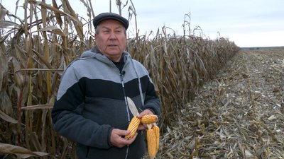 Урожай є, прибутку немає: чому аграрії Чернігівщини змушені скорочувати посіви