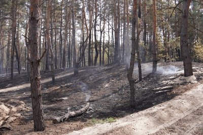 Згоріло майже десять гектарів заповідного лісу: чому могла виникнути пожежа у заповіднику у передмісті Дніпра Згоріло майже десять гектарів заповідного лісу: чому могла виникнути пожежа у заповіднику у передмісті Дніпра